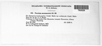 Puccinia montanensis image